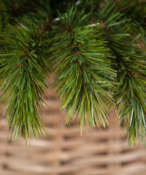 Сосна Триумф Норд стройная 215 см., микс (леска+пвх), Triumph Tree (73006)