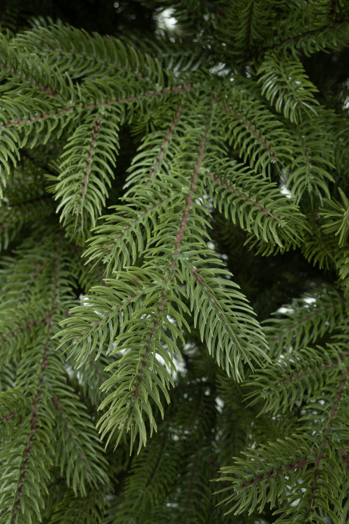 Искусственная елка Михайловская 240 см., 100% литая хвоя, ЕлкиТорг (242240)