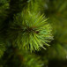 Сосна Триумф Норд стройная 260 см., микс (леска+пвх), Triumph Tree (73008)