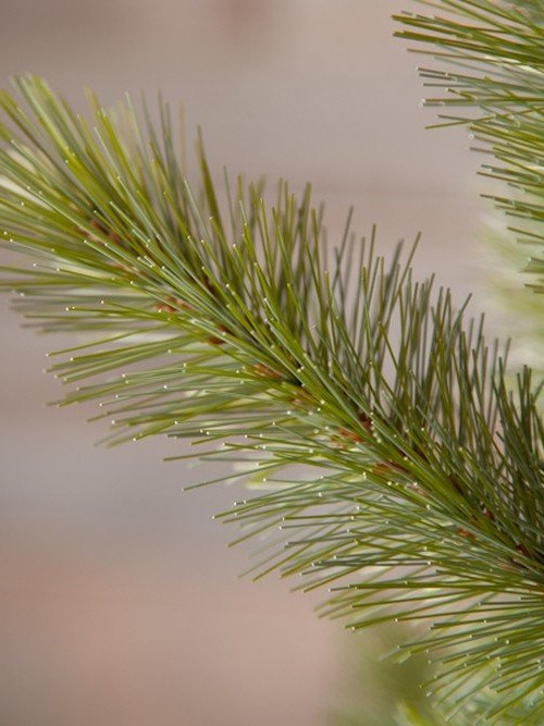 Ель Лесная красавица голубая 185 см., леска+пвх, Triumph Tree (73435)