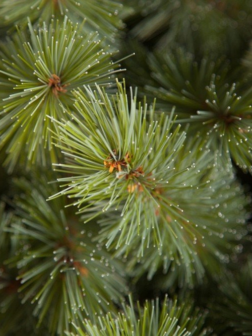 Ель Лесная красавица голубая 215 см., леска+пвх, Triumph Tree (73418)