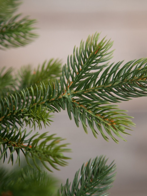 Ель Городская, 100% литая хвоя, 185 см., Black Box (74542)