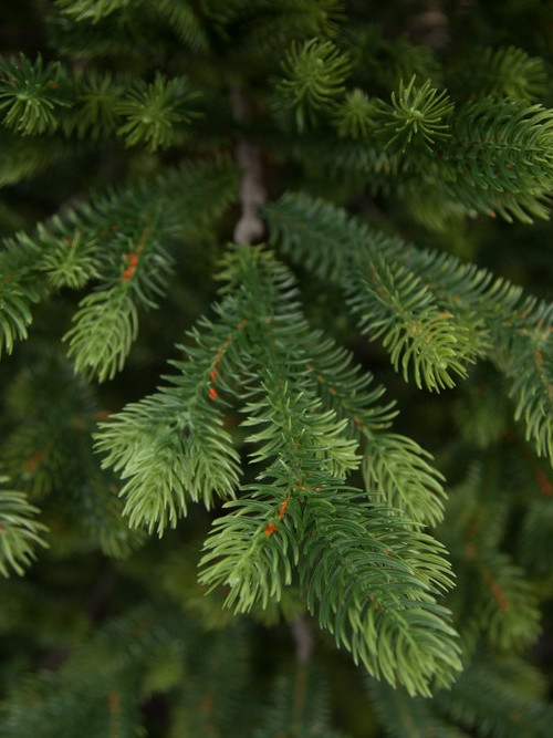 Ель Городская, 100% литая хвоя, 185 см., Black Box (74542)