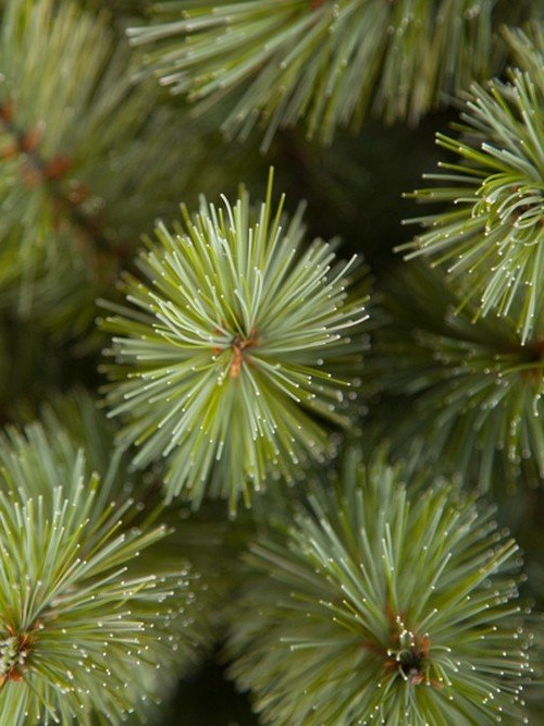 Ель Лесная красавица голубая 260 см., леска+пвх, Triumph Tree (73619)