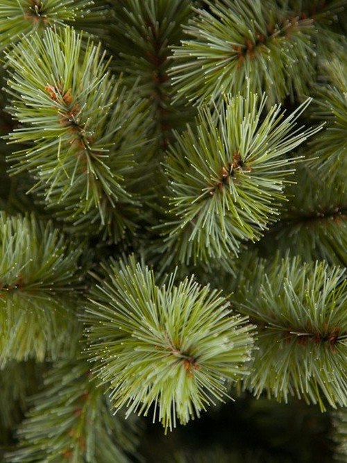 Ель Лесная красавица голубая 260 см., леска+пвх, Triumph Tree (73619)