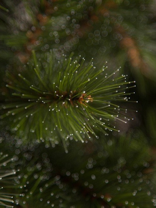 Елка Лесная Красавица стройная 230 см., леска+пвх, Triumph Tree (73905)