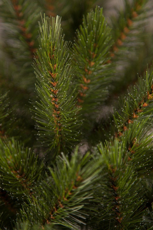 Елка Лесная Красавица стройная 230 см., леска+пвх, Triumph Tree (73905)