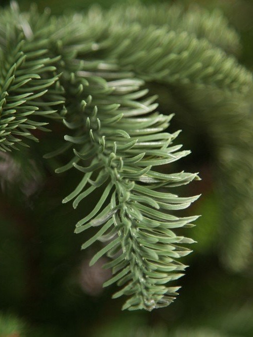 Елка Нормандия стройная 185 см., литая хвоя+пвх, Triumph Tree (73632)