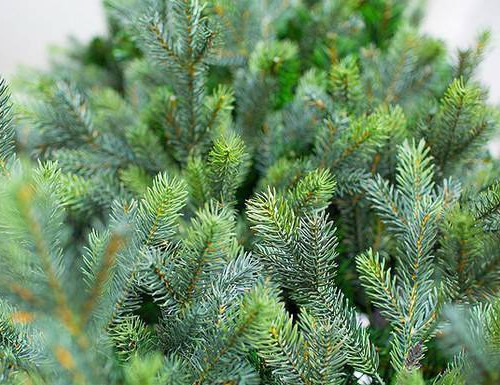 Интерьерная искусственная елка Сказочная Премиум 7 м., ствольная, Литая хвоя+ПВХ, Green Trees (GT7SK)