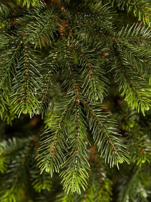 Ель Раскидистая 260 см., литая хвоя+пвх, Black Box (74271)