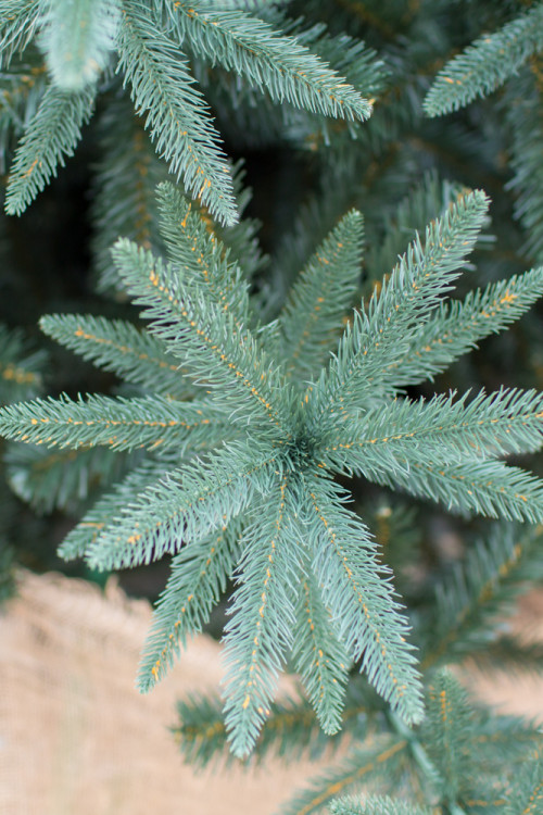 Интерьерная искусственная елка Европейская Премиум 3 м., ствольная, Литая хвоя+ПВХ, Green Trees (GT3EVR)