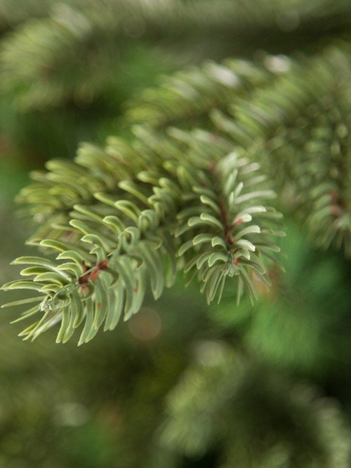 Елка Шервуд Премиум 305 см., литая хвоя+пвх, Triumph Tree (73779)