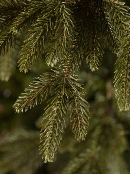 Искусственная ель Ирландская 305 см., литая хвоя+пвх, Black Box (74391)