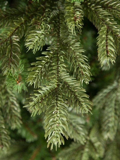 Елка Шервуд Премиум 365 см., литая хвоя+пвх, Triumph Tree (73780)