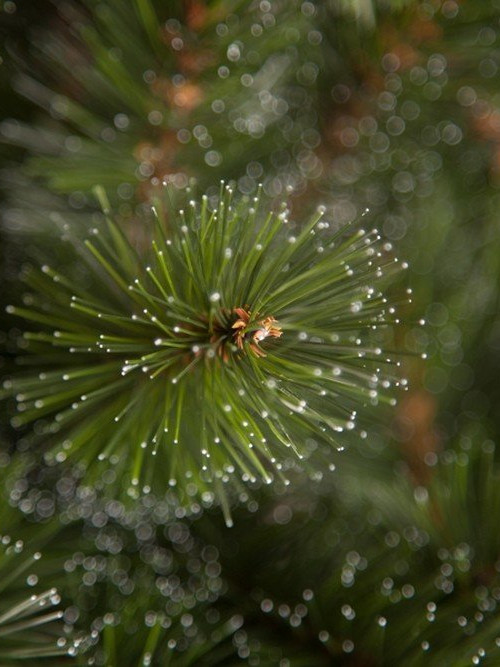 Елка Пихта Прелестная 230 см., леска+пвх, Triumph Tree (73989)