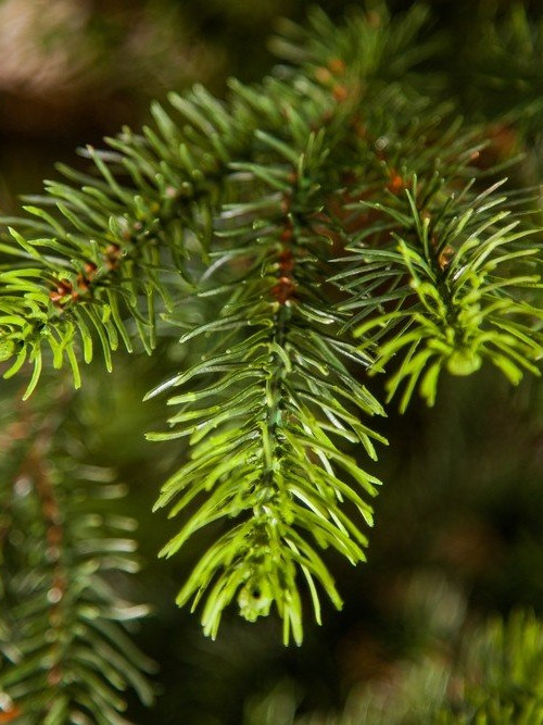 Ель Раскидистая 305 см., литая хвоя+пвх, Black Box (74336)