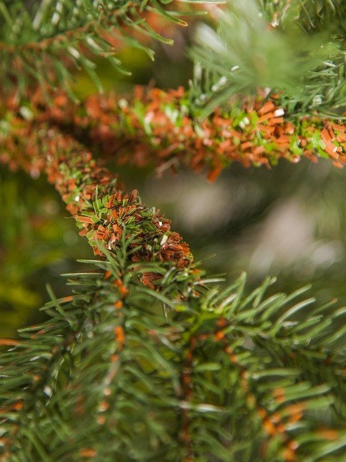 Ель Раскидистая 305 см., литая хвоя+пвх, Black Box (74336)