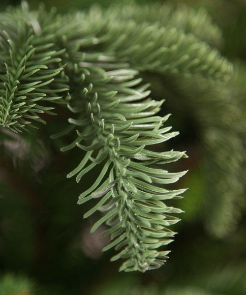 Елка Нормандия 500 см., интерьерная, литая хвоя+пвх, Triumph Tree (73884)