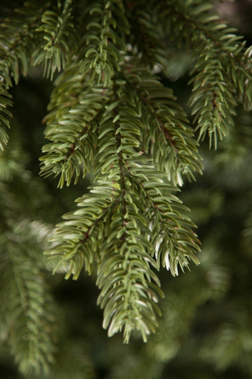 Елка Шервуд Премиум стройная 185 см., литая хвоя+пвх, Triumph Tree (73920)