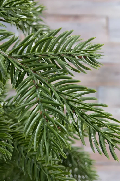 Ель Купеческая, 100% литая хвоя, 215 см., Black Box (74577)