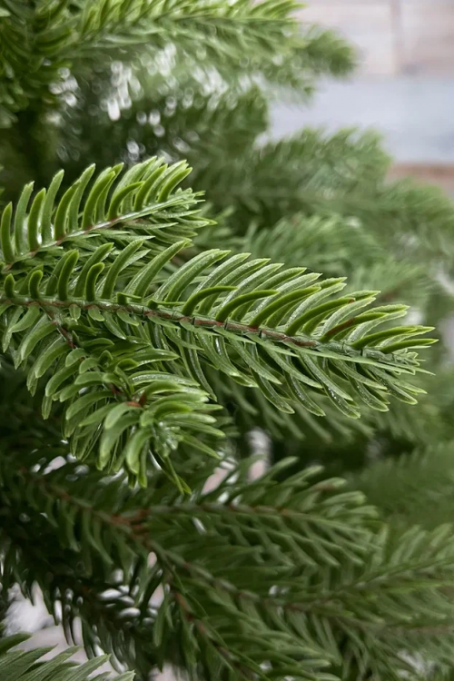 Ель Купеческая, 100% литая хвоя, 215 см., Black Box (74577)