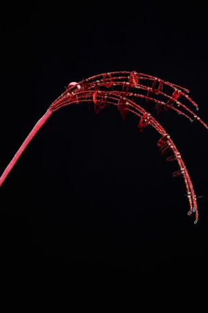 Ветвь из бисера с пайетками Алые паруса, красная с золотом, 13х53 см., Christmas DeLuxe (88908)