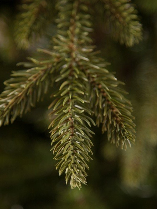 Искусственная елка Ирландская 185 см., литая хвоя+пвх, Black Box (74055)