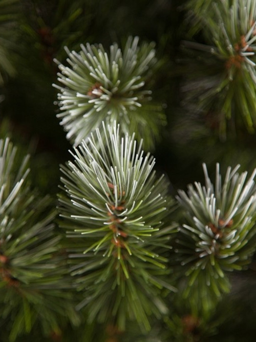 Ель Женева заснеженная 120 см., ЛЕСКА, Triumph Tree (73995)