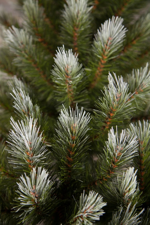 Ель Женева заснеженная 120 см., ЛЕСКА, Triumph Tree (73995)