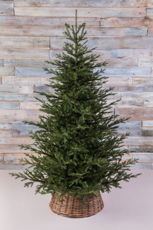 Искусственная ель Французская 185 см., литая хвоя+пвх, Black Box (74377)