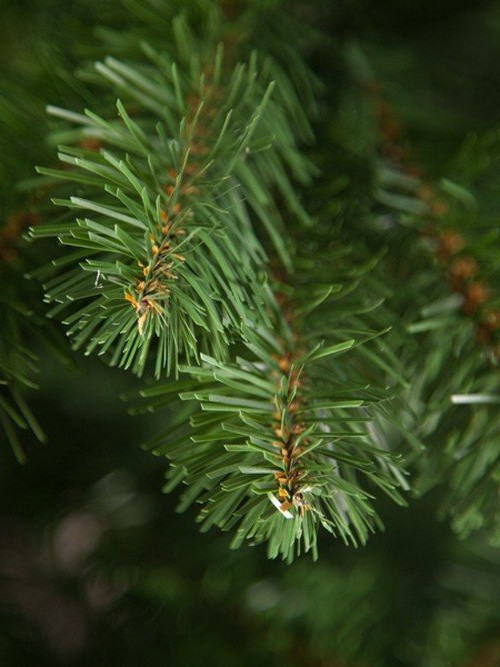 Елка Санкт-Петербург 120 см., мягкая хвоя, Triumph Tree (73286)