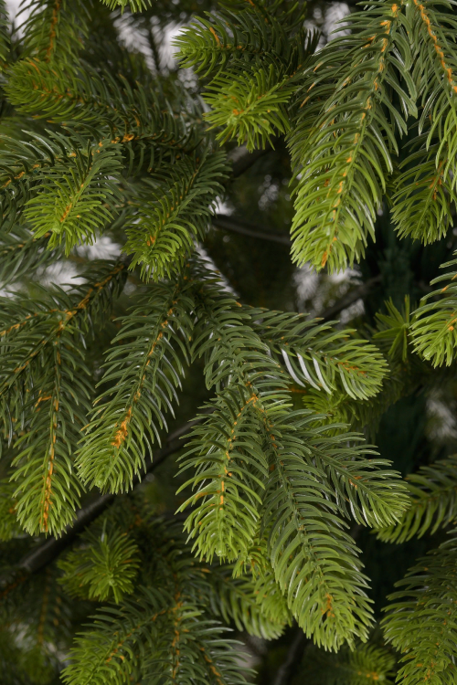 Ель искусственная Богородская 170 см., 100 % литая хвоя, ЕлкиТорг (218170)