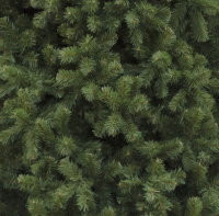 Сосна Клеопатра PREMIUM 6.5 м., ствольная, мягкая хвоя, ЕлкиТорг (61650)