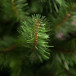 Елка Санкт-Петербург 155 см., мягкая хвоя, Triumph Tree (73579)