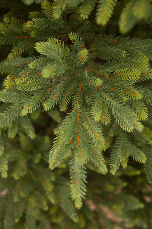 Искусственная ель Королевская стройная 230 см., 100% литая хвоя, Triumph Tree (72122)