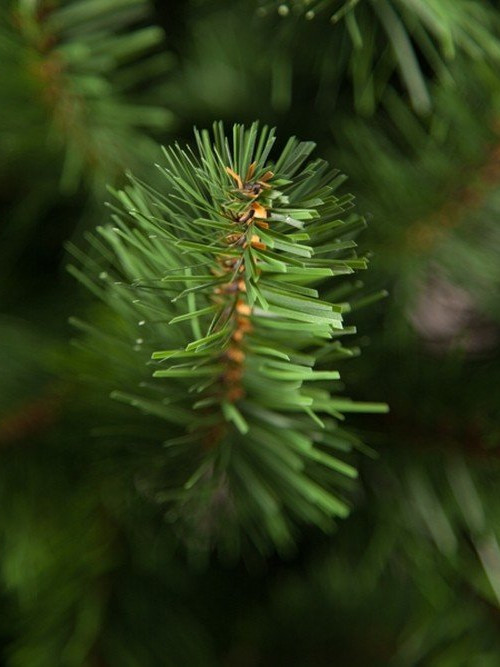 Елка Санкт-Петербург 185 см., мягкая хвоя, Triumph Tree (73580)