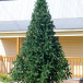 Интерьерная искусственная елка Рублевская зеленая 4 м., ствольная, ПВХ, Green Trees (GT4RUPVC)