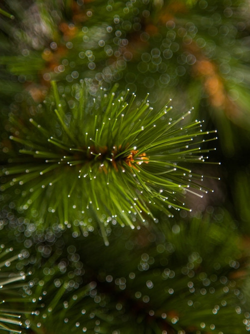 Настенная елка-перевертыш Лесная Красавица 90 см, леска, Triumph Tree (73112)