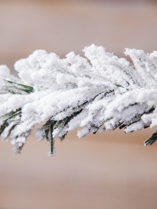 Ель Атлантида заснеженная 260 см., мягкая хвоя, Black Box (74345)