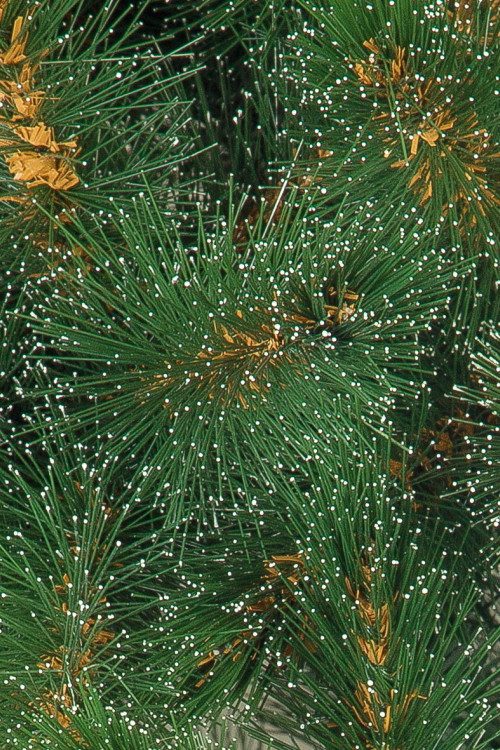 Искусственная сосна Полярная 240 см., Леска , ЕлкиТорг (48240)