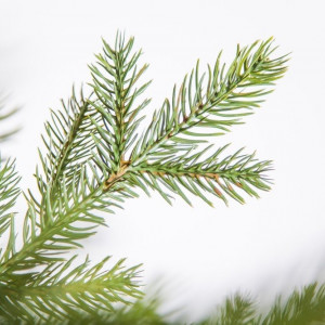 Искусственная ель Датская 215 см., литая хвоя+пвх, Black Box (74046)