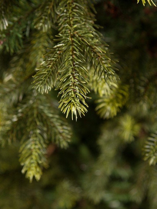 Искусственная ель Датская 215 см., литая хвоя+пвх, Black Box (74046)