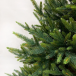 Искусственная ель Королевская стройная зеленая 185 см., 100% литая, TDL (70027) 